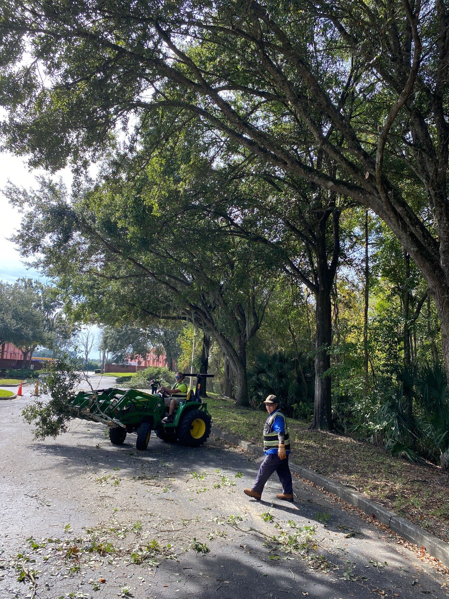 Tree & Palm Trimming | Commercial Property by ProGreen Services