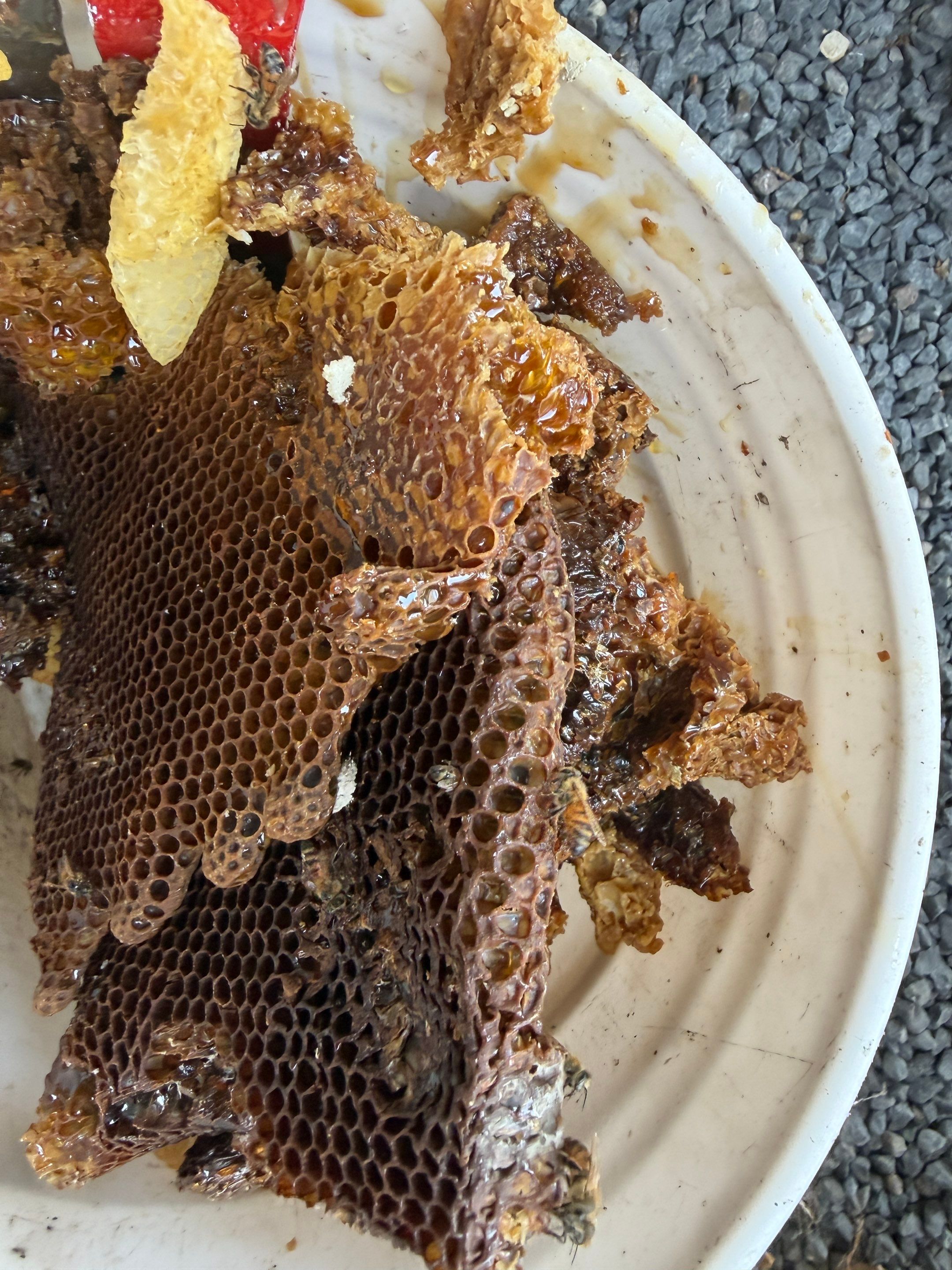 Poolside High up by Rockwall Honey Bee Company