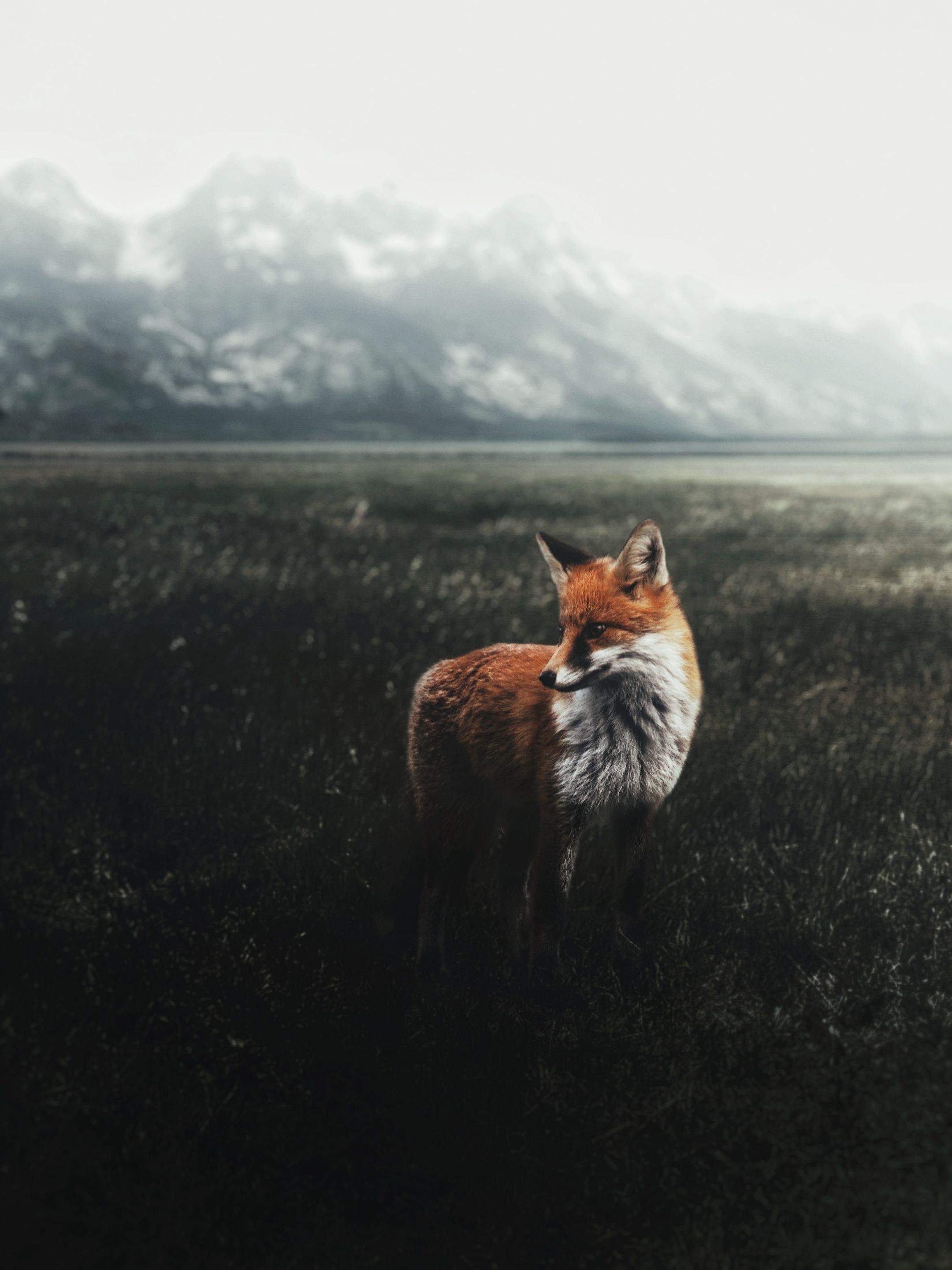 Animals using Ruby by CompanyCam