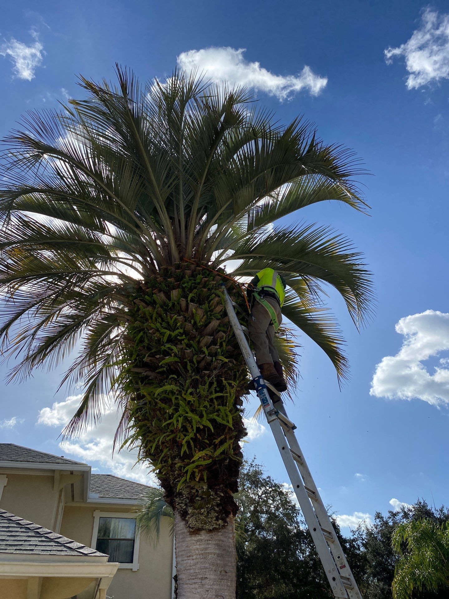 Deerwood Resident | Tree Removal & Palm Trimming by ProGreen Services