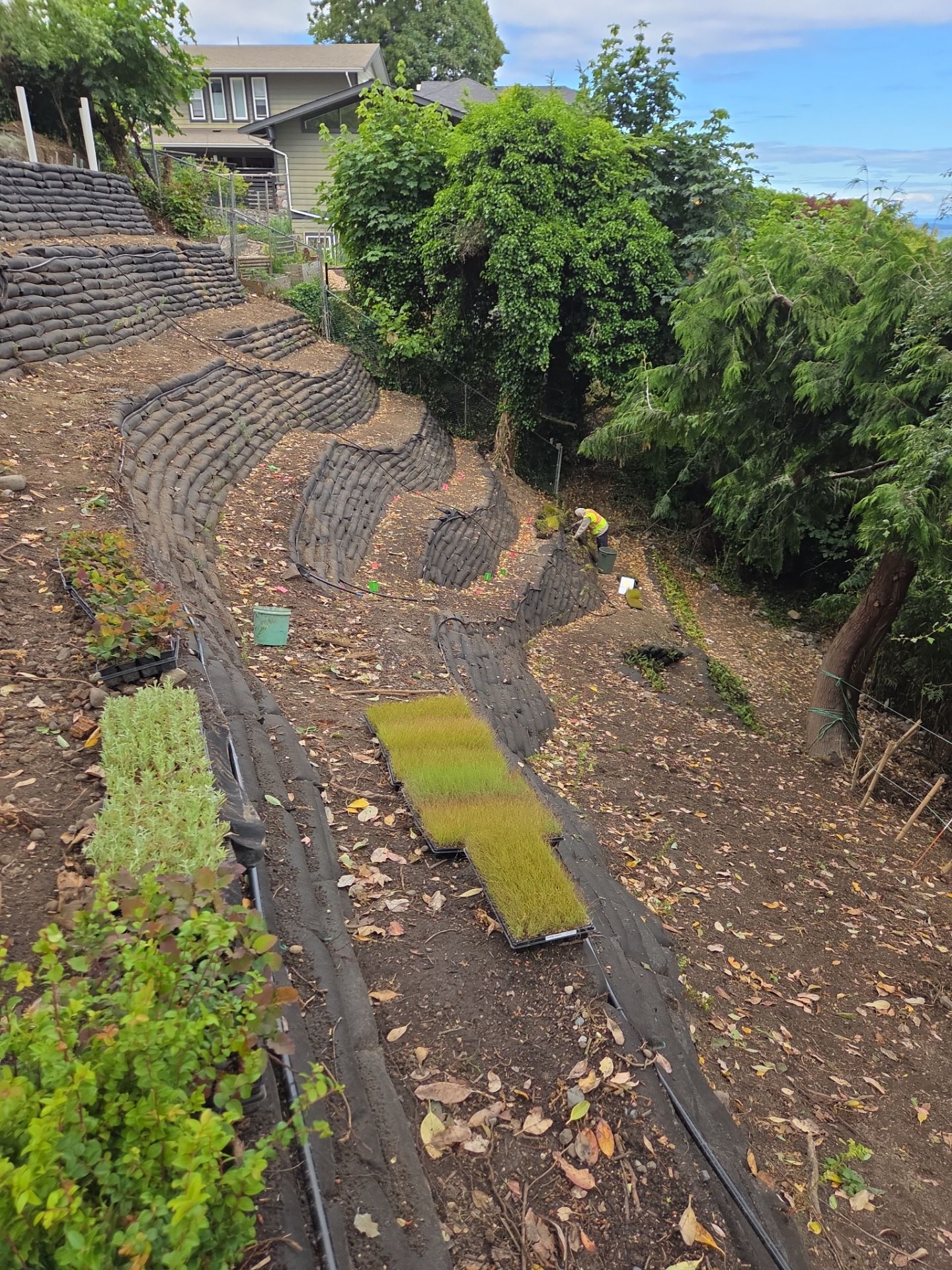 Georgia Park Terrace — Living Slope Transformation by Habanero Landscape Solutions