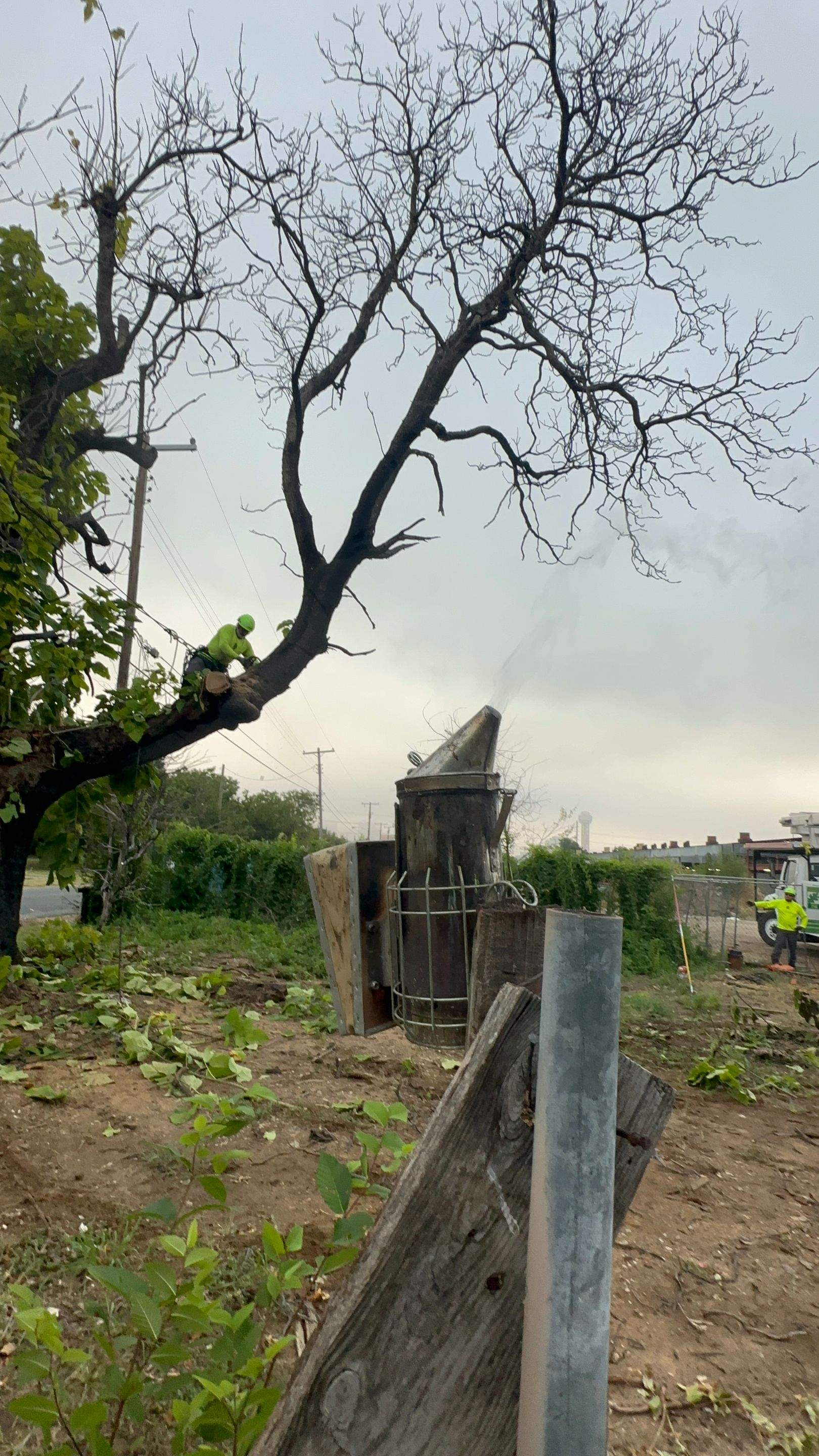 City Tree Company  by Rockwall Honey Bee Company