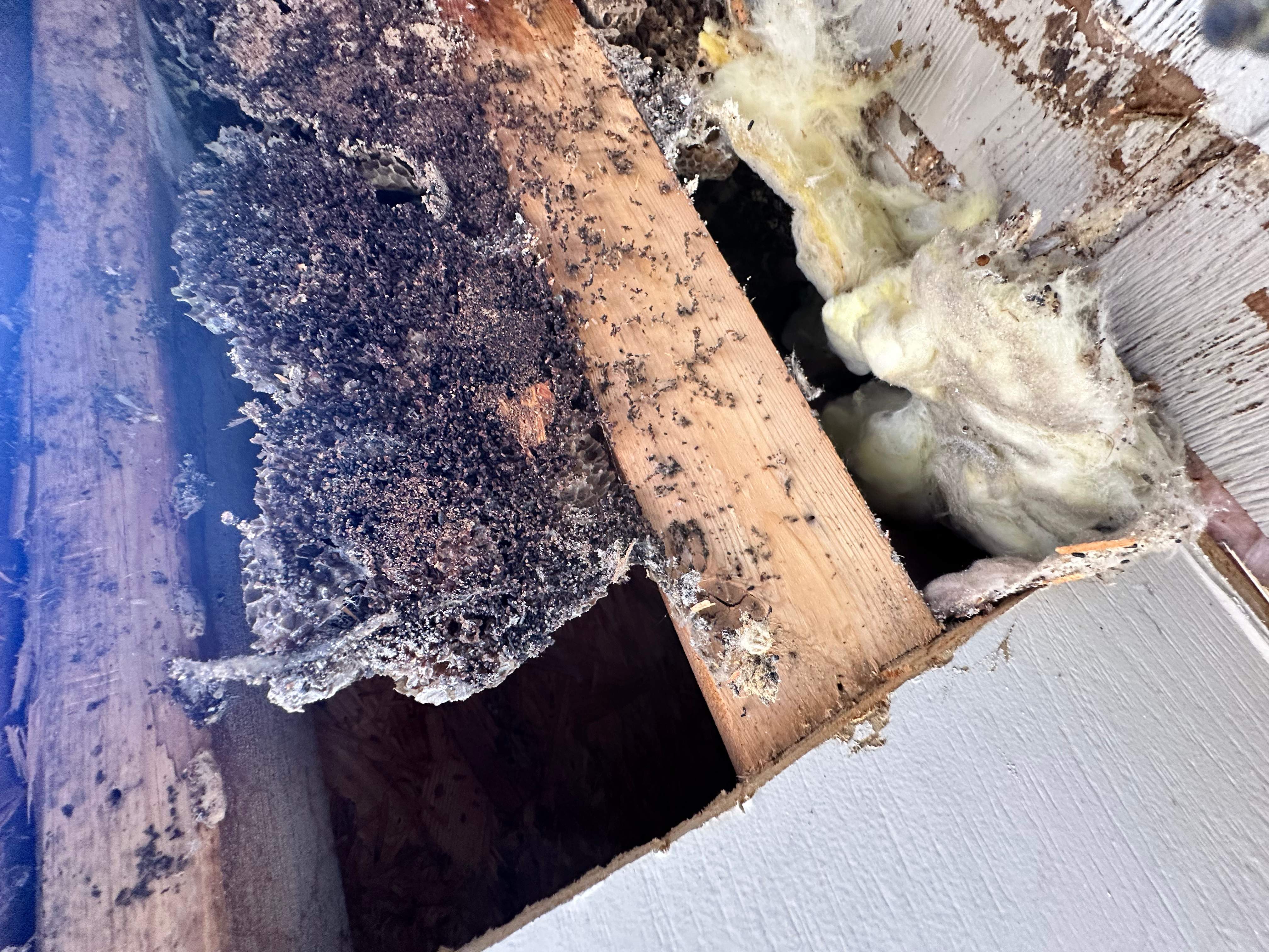 Massive by Rockwall Honey Bee Company