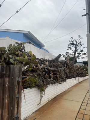 Professional Landscape Clean Up and Debris Removal in San Diego