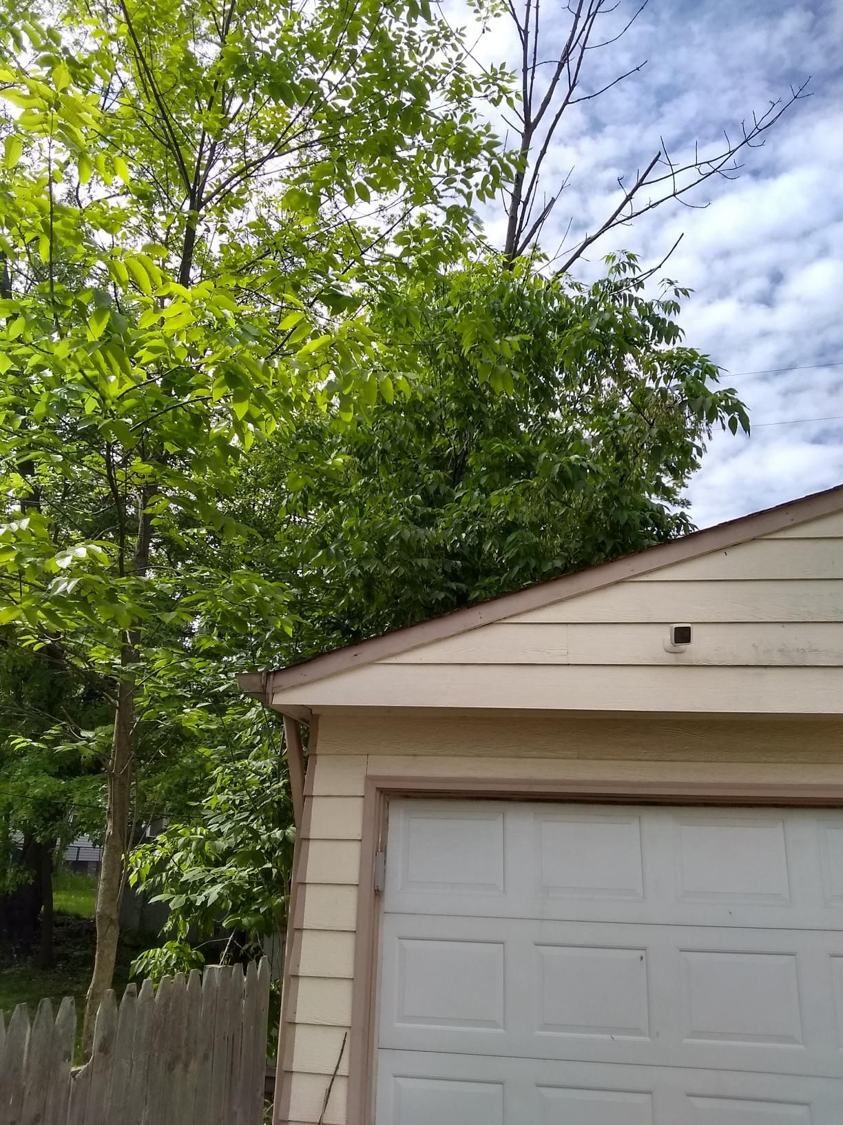 Tree Removal using Tree Removal by Mike Jones & Sons Tree Service LLC 