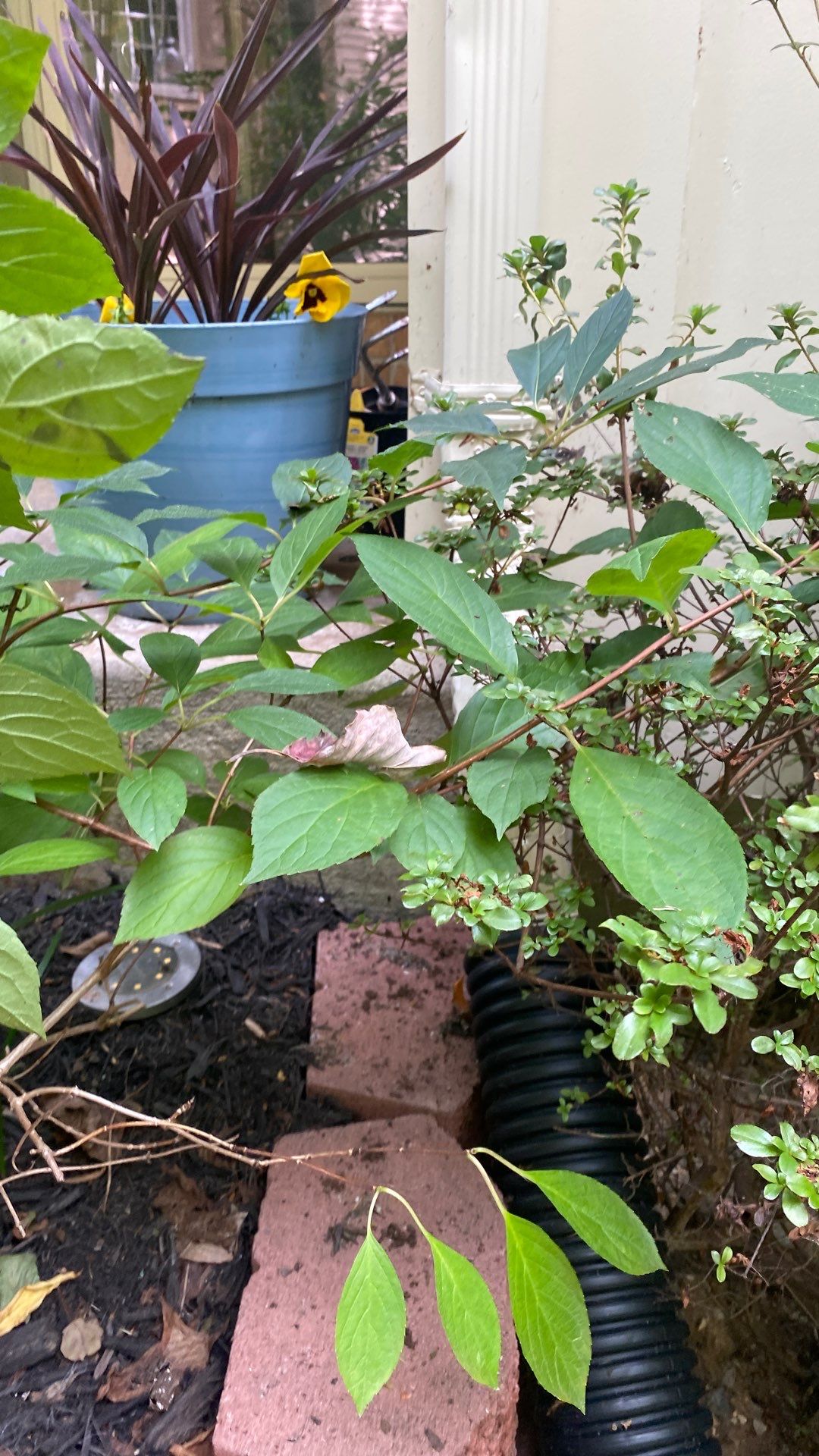Montclair: Residential Roof Replacement with CertainTeed Landmark Pro Designer Shingles in Max Def Weathered Wood by RM Banning, Inc.