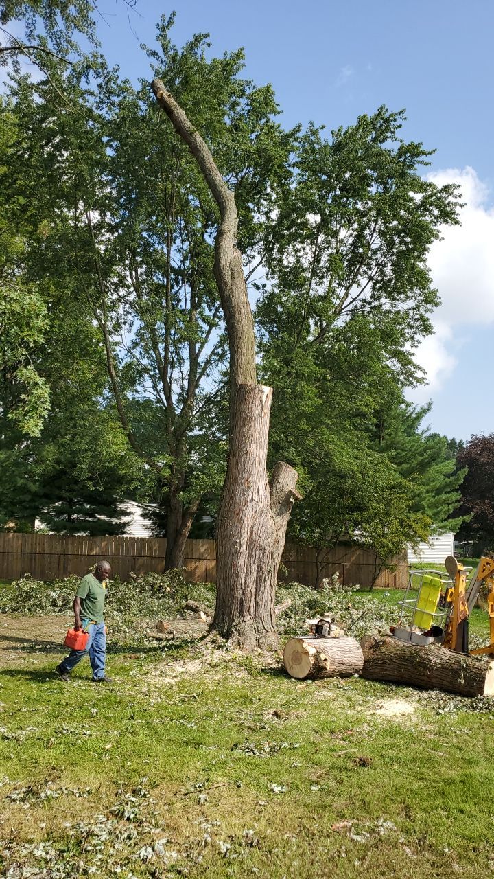 Tree Removal by Mike Jones & Sons Tree Service LLC 