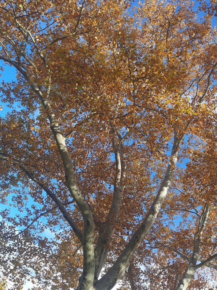 Tree Trimming using Tree Pruing by Mike Jones & Sons Tree Service LLC 