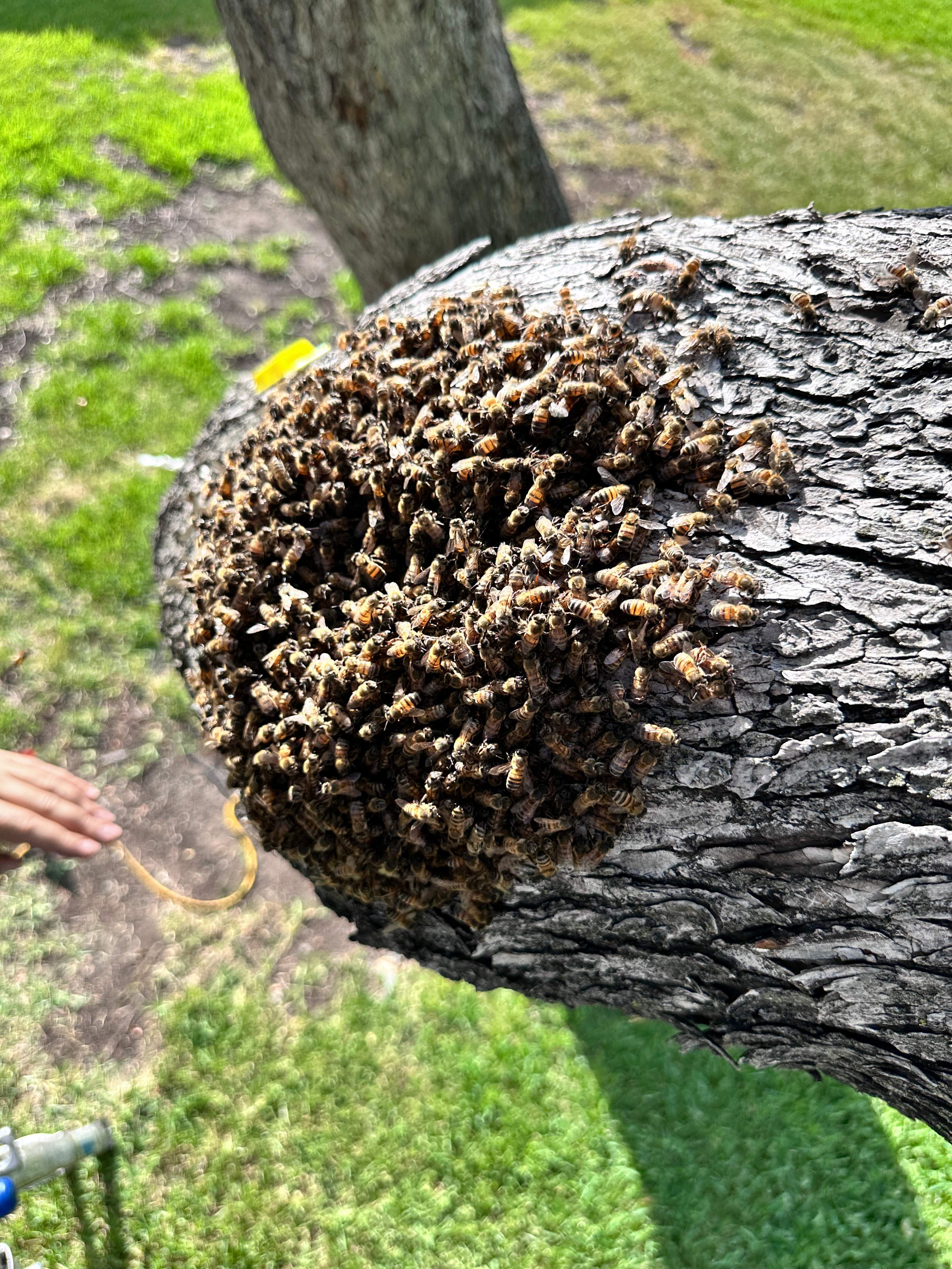 Favorite Tree Job by Rockwall Honey Bee Company