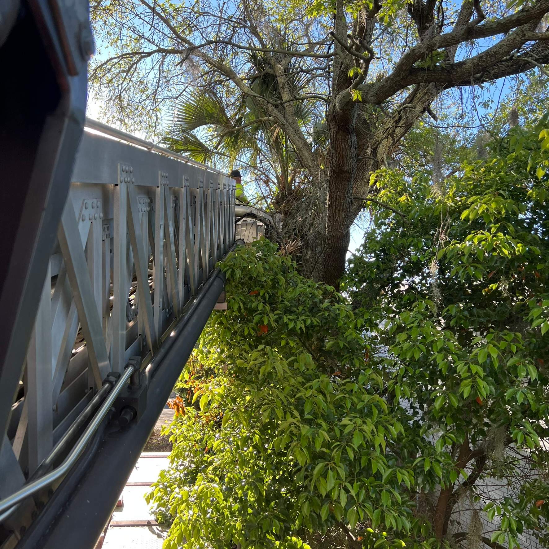 Tree Work | Garden Club of Jacksonville by ProGreen Services