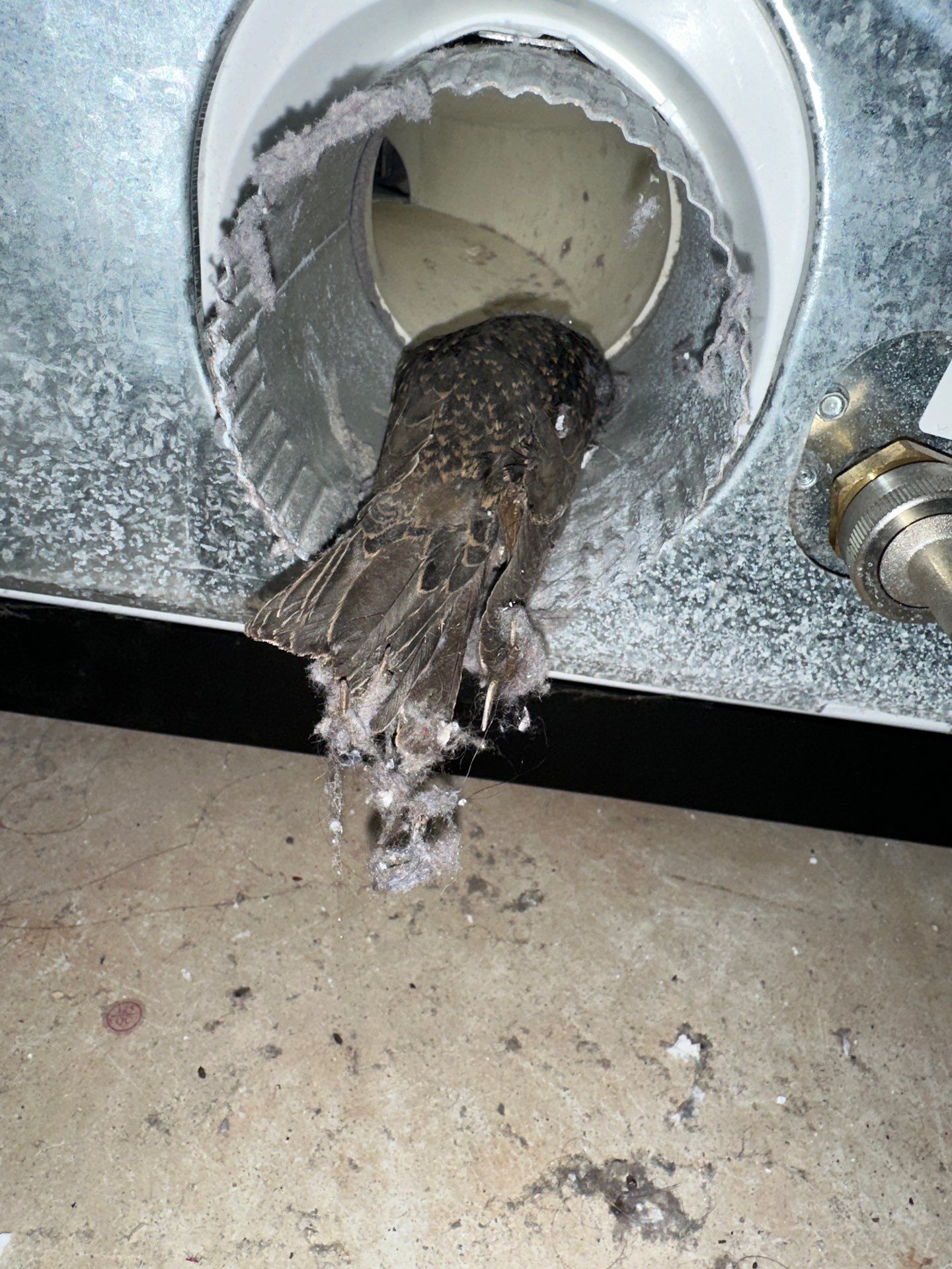 dryer vent cleaning using Compressed air by Pronto Air Duct Cleaning