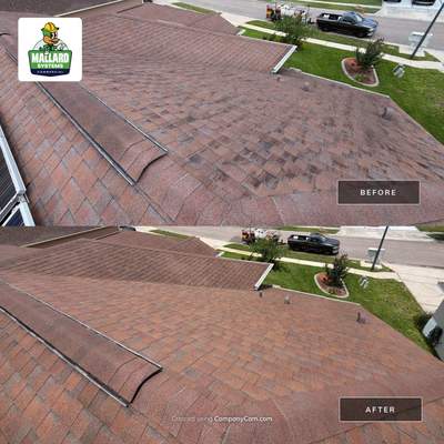 Shingle Roof Cleaning