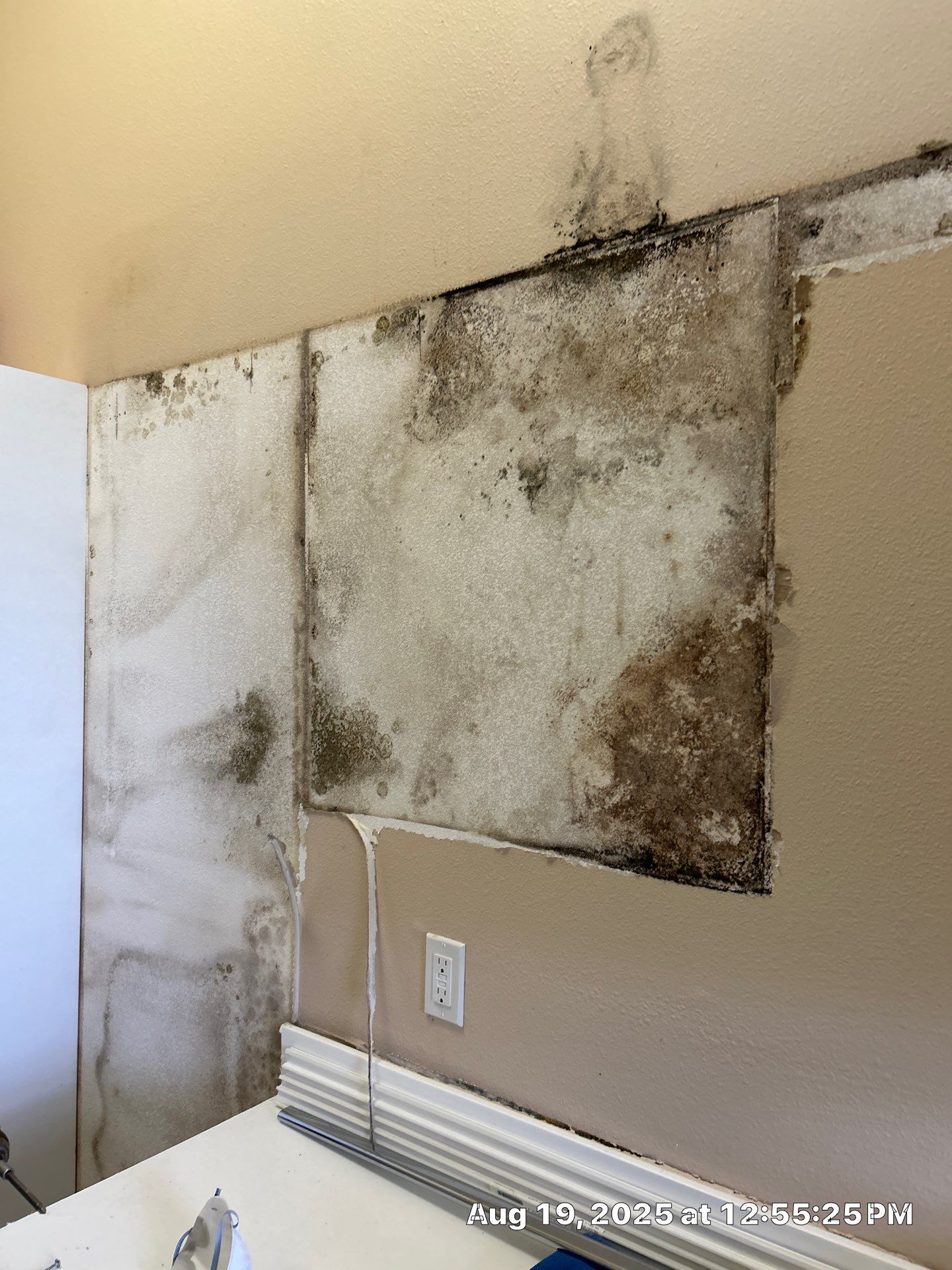 Mold Damage Inspection & Removal In Parrish, FL by Ampm Restoration Services