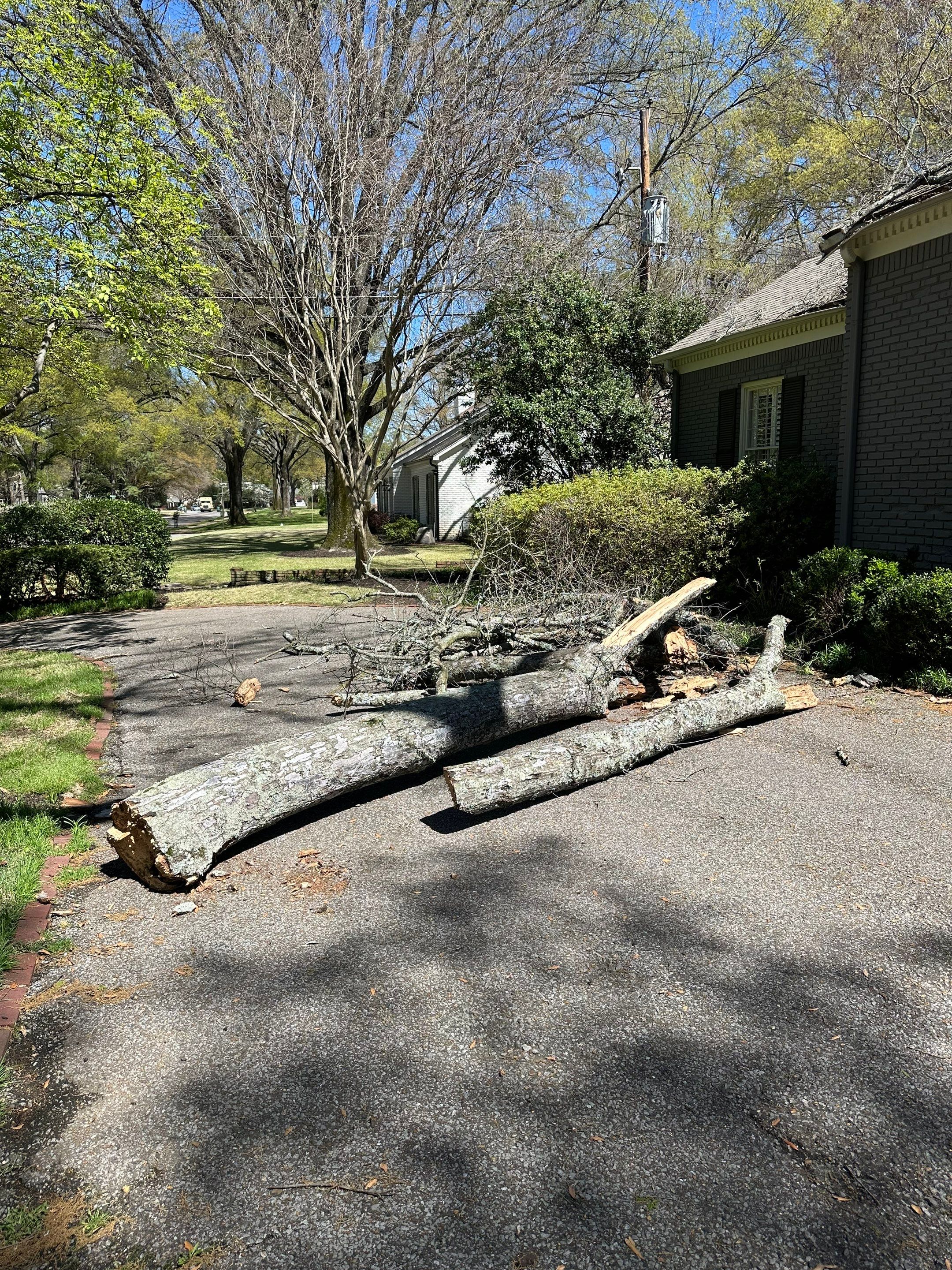 Residential Roof Repair and Decking Replacement After Tree Damage by Revival Roofing Services