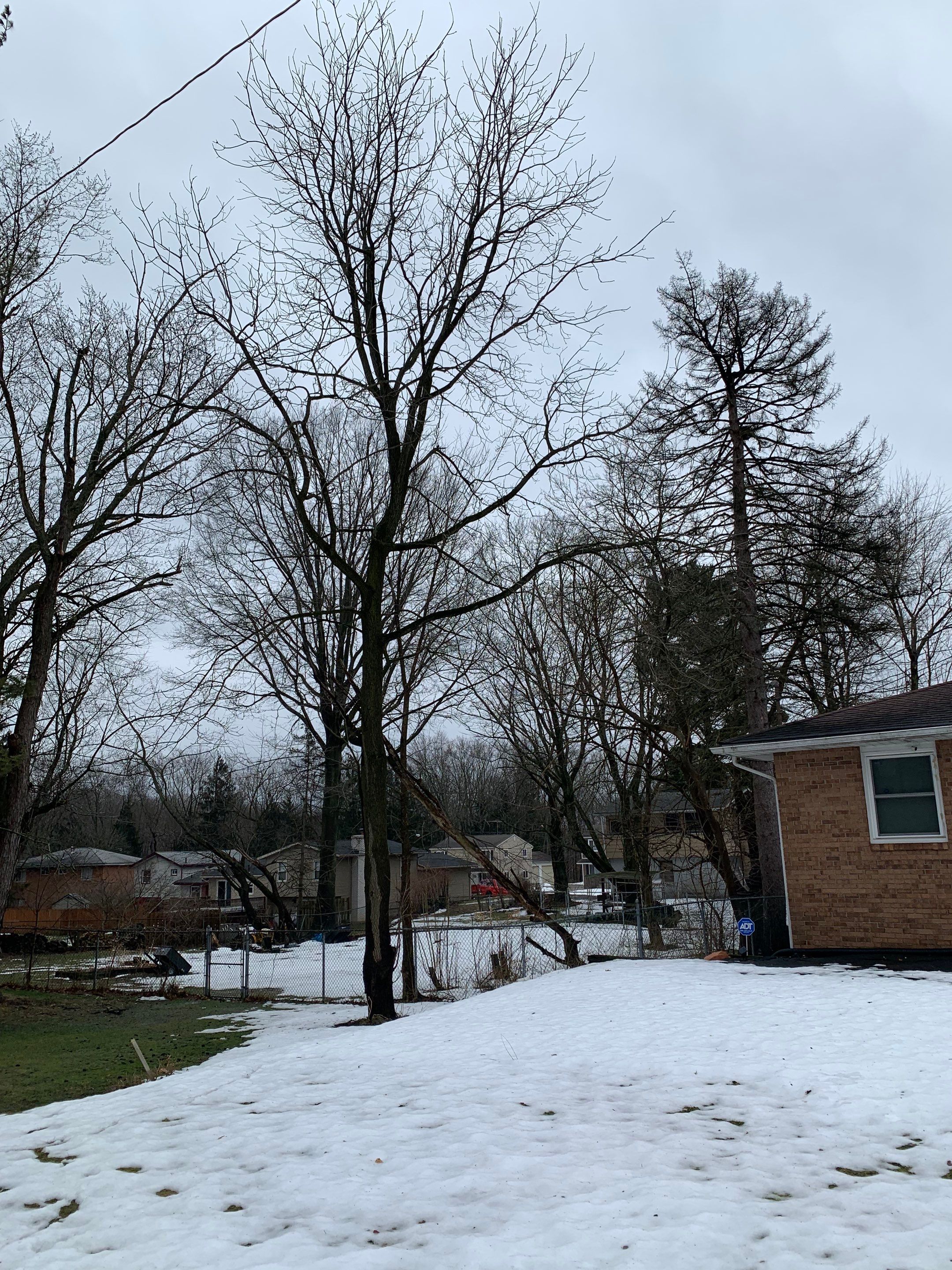 Tree Trimming using Tree Pruing by Mike Jones & Sons Tree Service LLC 