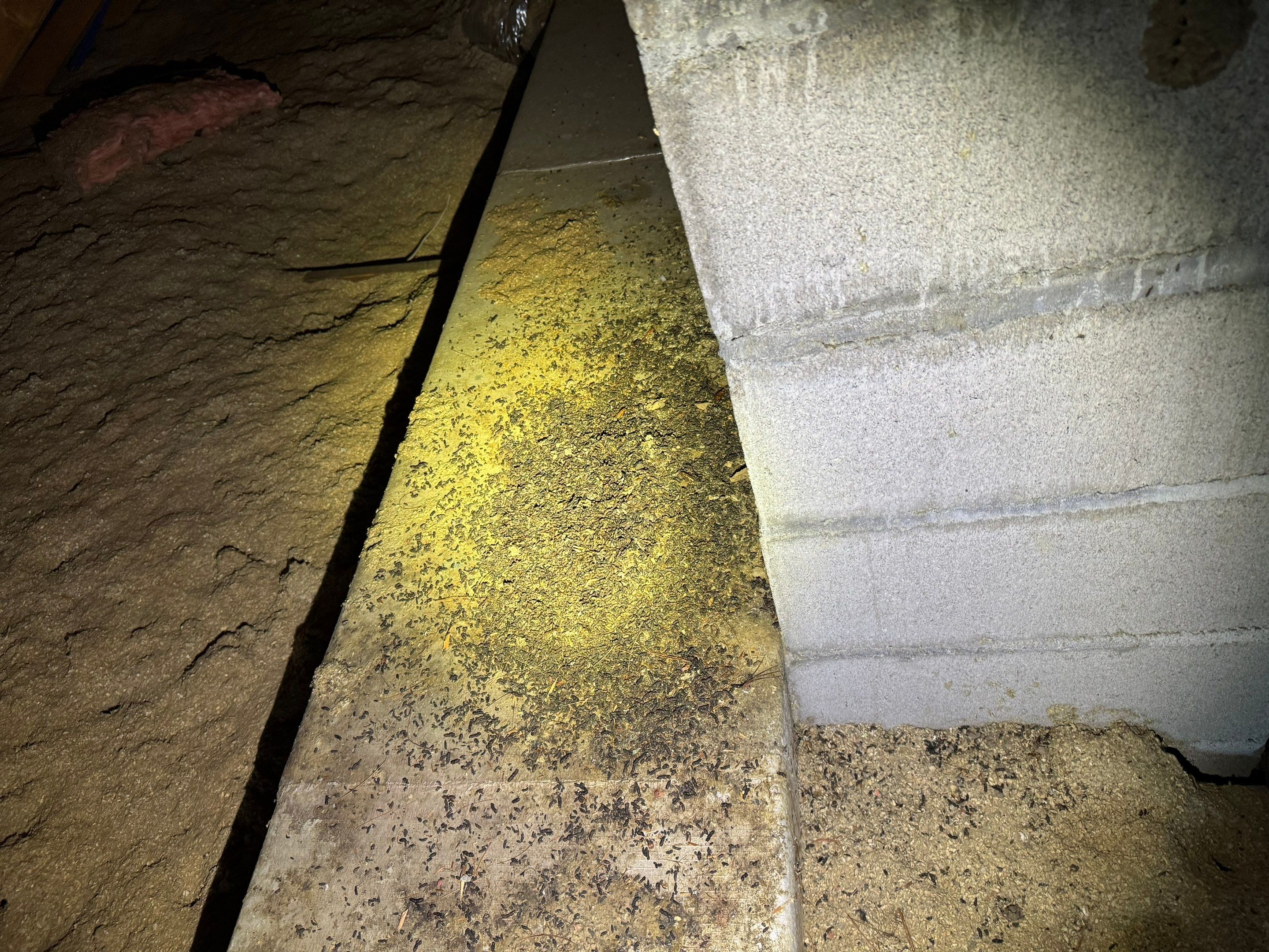 Mold Remediation (Basement) using Home Guarantee by Home Guarantee, LLC