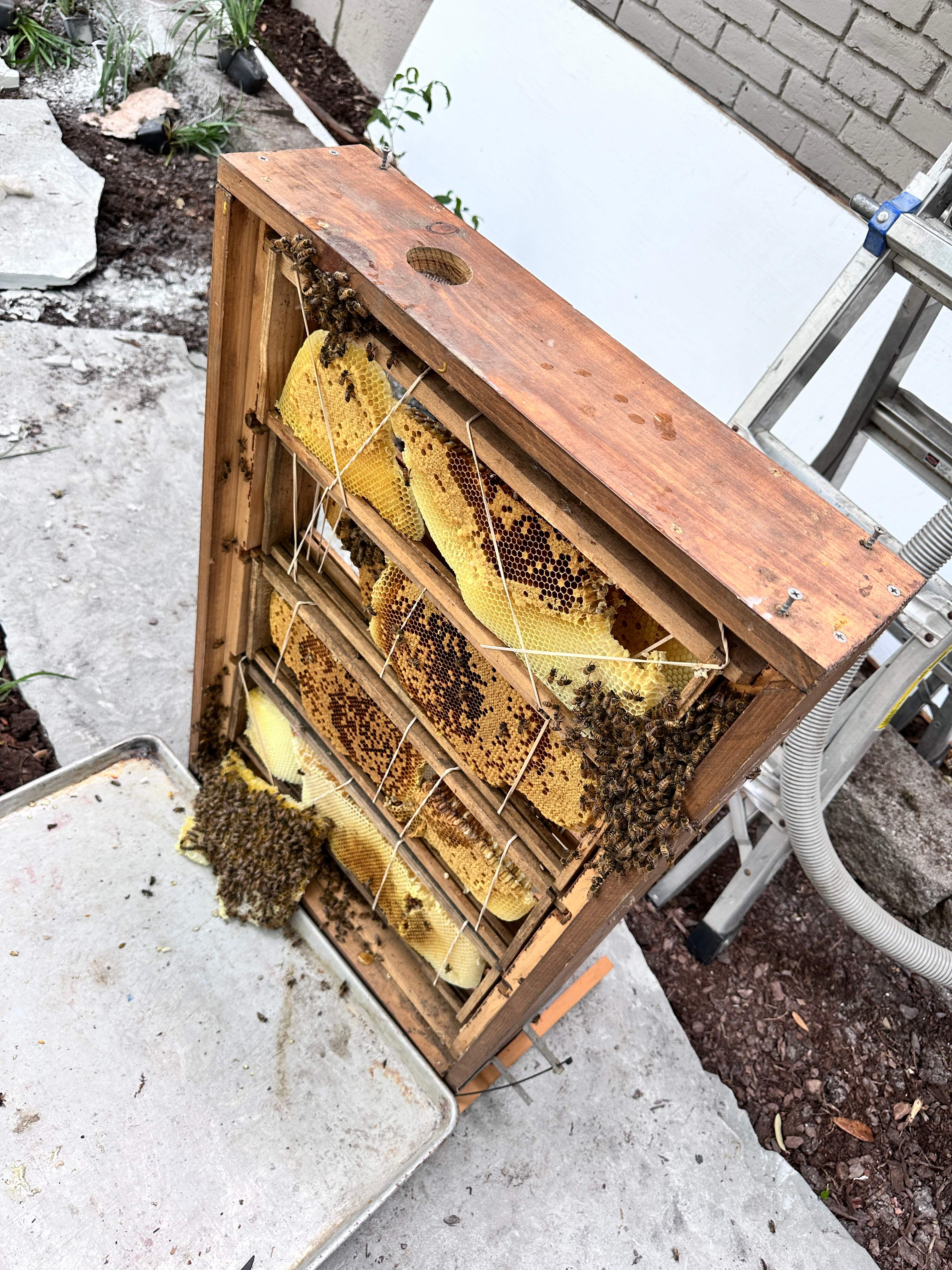 Show-and-Tell by Rockwall Honey Bee Company