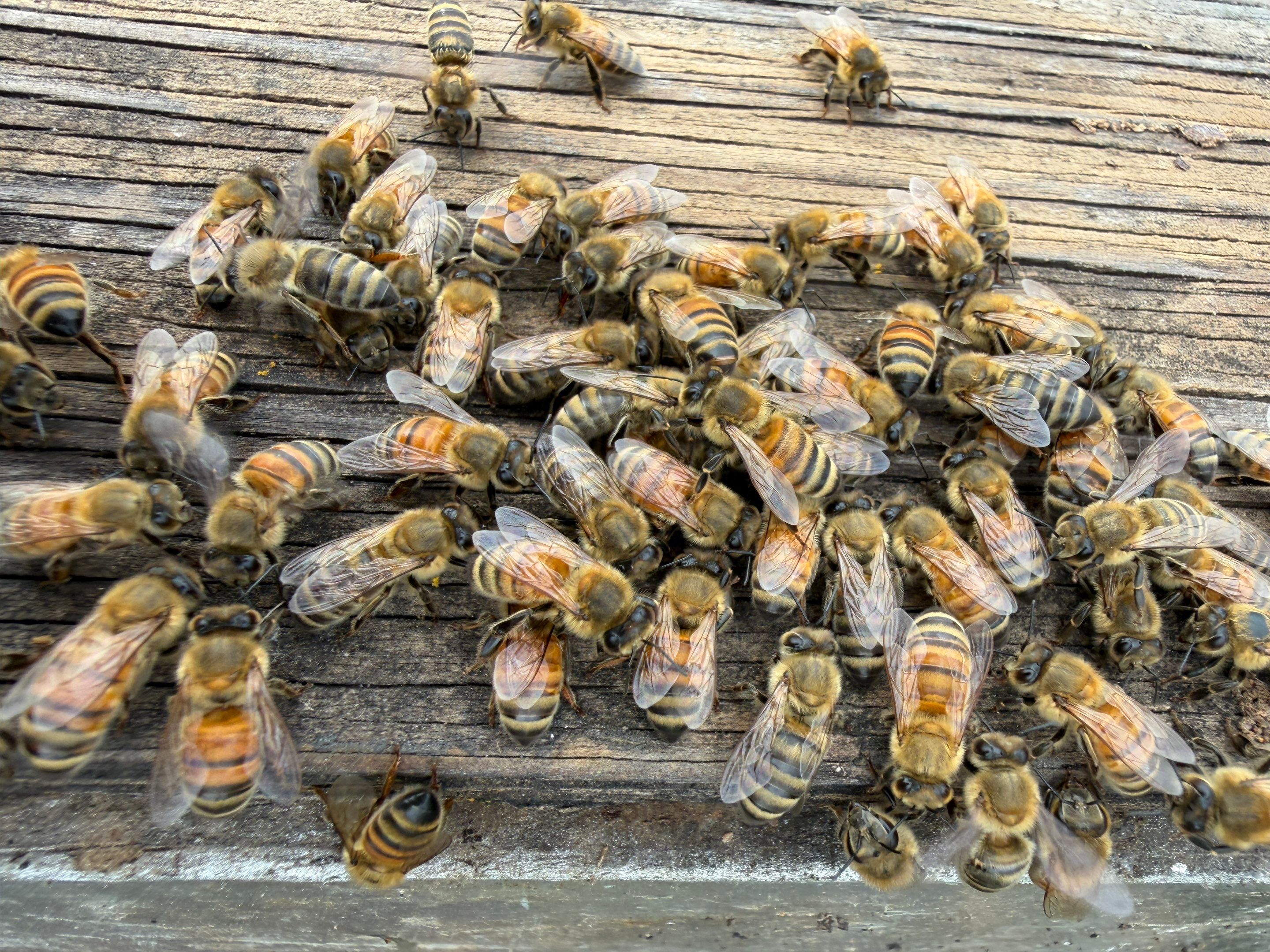 Exemption in Royse City, TX by Rockwall Honey Bee Company