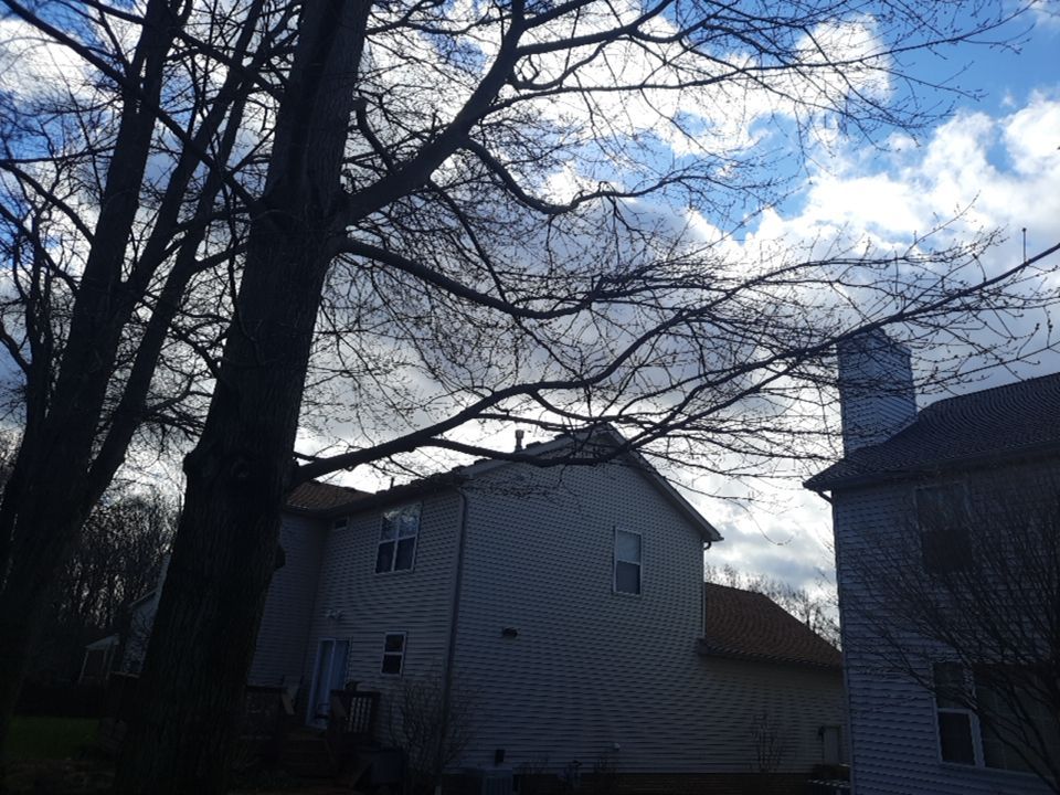 Tree Removal using Tree Removal by Mike Jones & Sons Tree Service LLC 