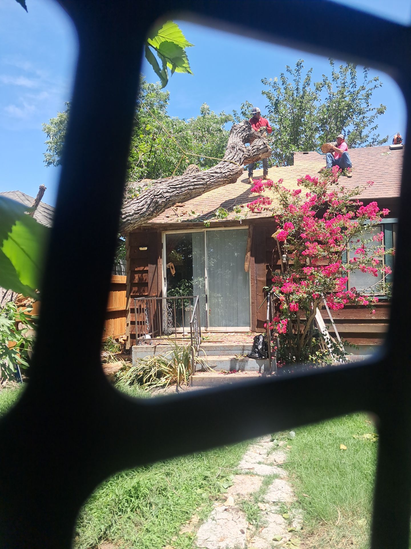 Dangerous Tree Tree Removal  by Clays Services Inc