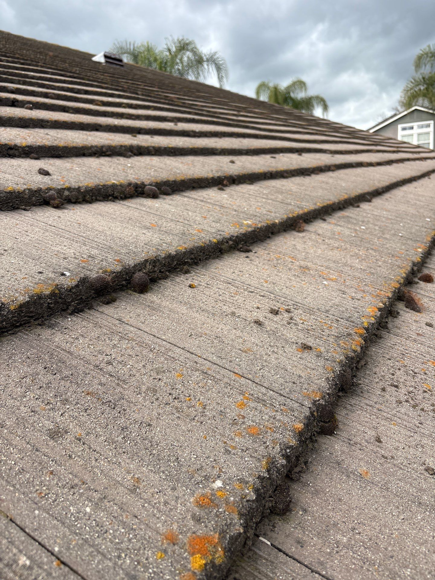 Moss Removal by Top Elevation