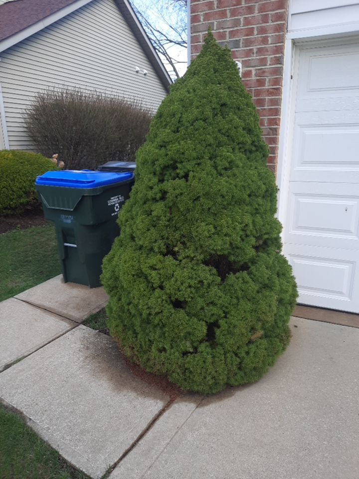 Tree Removal using Tree Removal by Mike Jones & Sons Tree Service LLC 