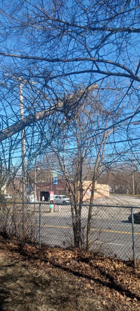 Tree Removal using Tree Removal by Mike Jones & Sons Tree Service LLC 