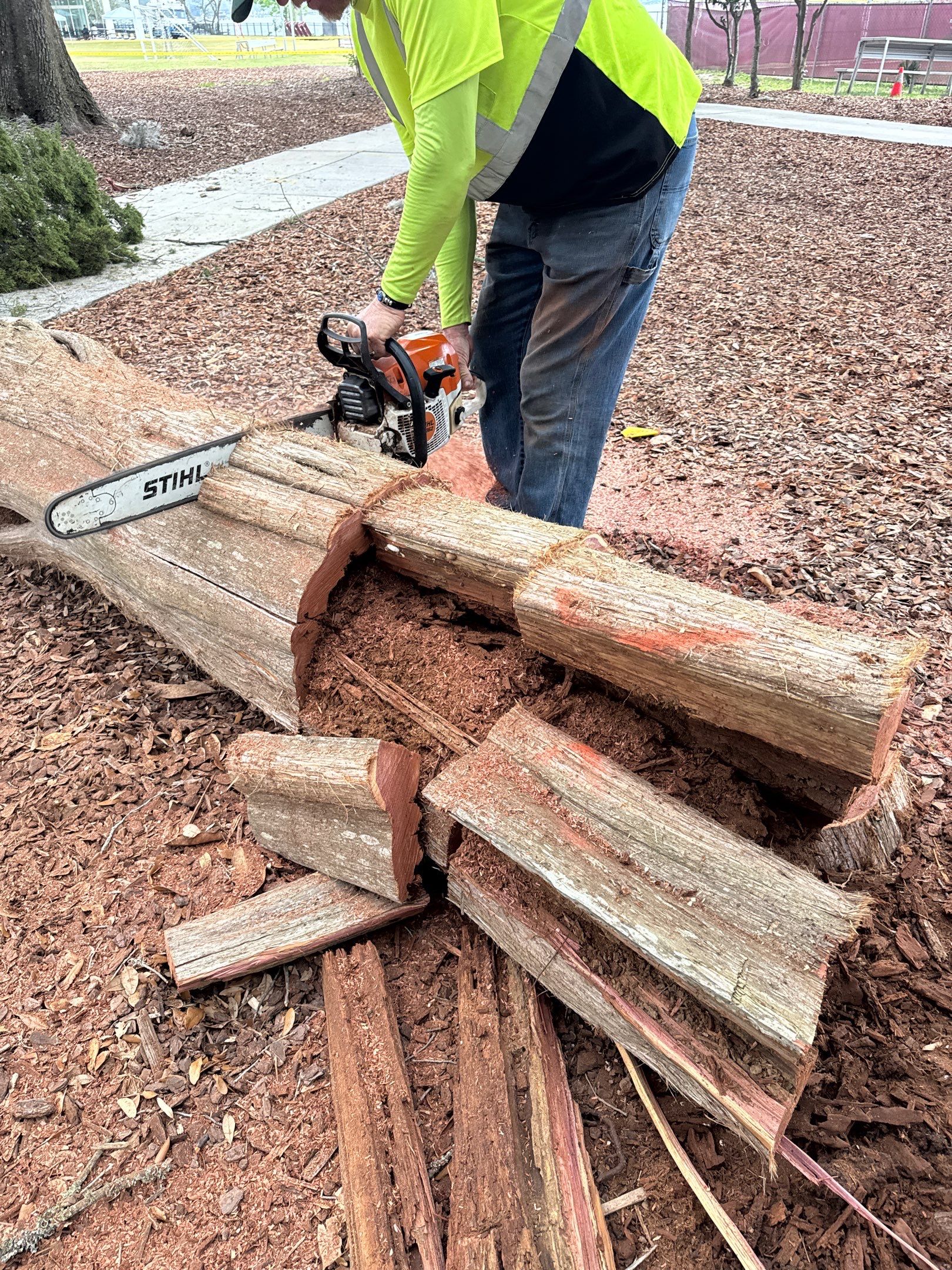 Episcopal School of Jacksonville | Tree Service by ProGreen Services