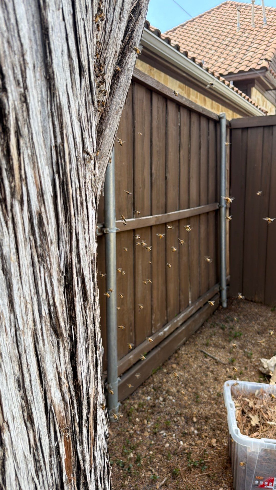 Cavern-Crack Tree Bees by Rockwall Honey Bee Company