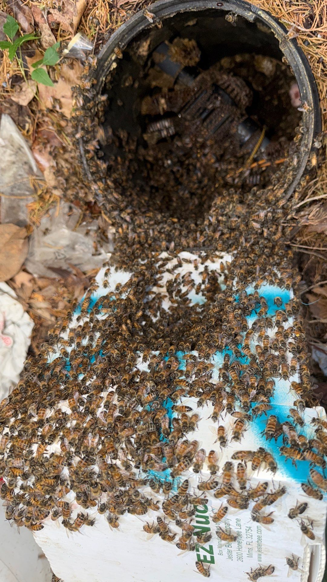 Mossy Mystery Bees by Rockwall Honey Bee Company