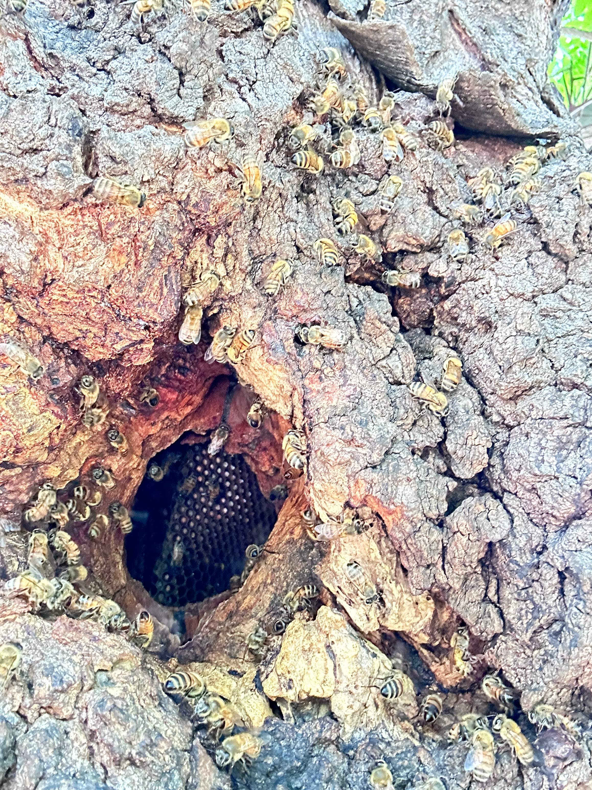 Two More Trees, One More Yard by Rockwall Honey Bee Company