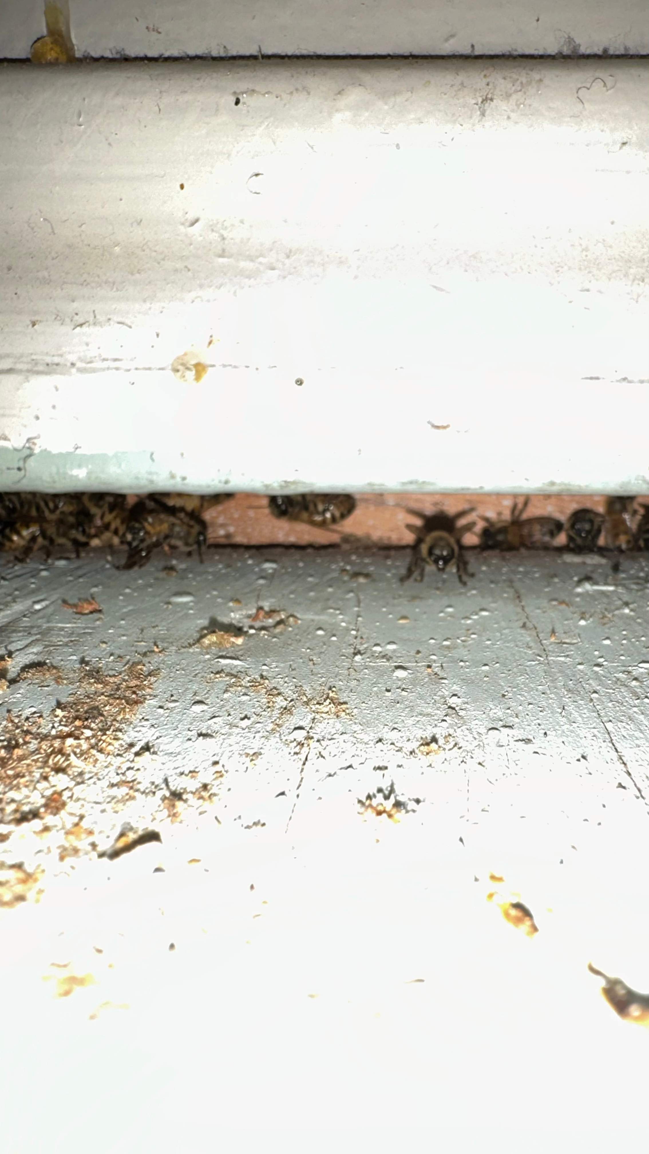 Under-foot. by Rockwall Honey Bee Company