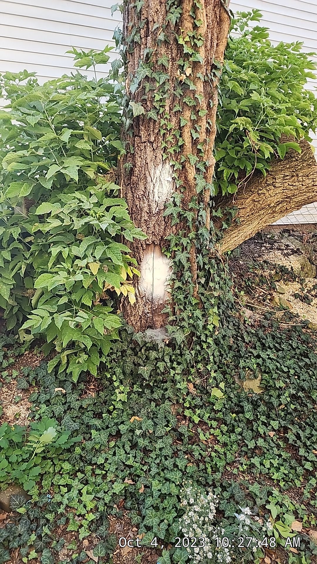Tree Removal using Spider Lift: Hard Access by Treeman Tom LLC