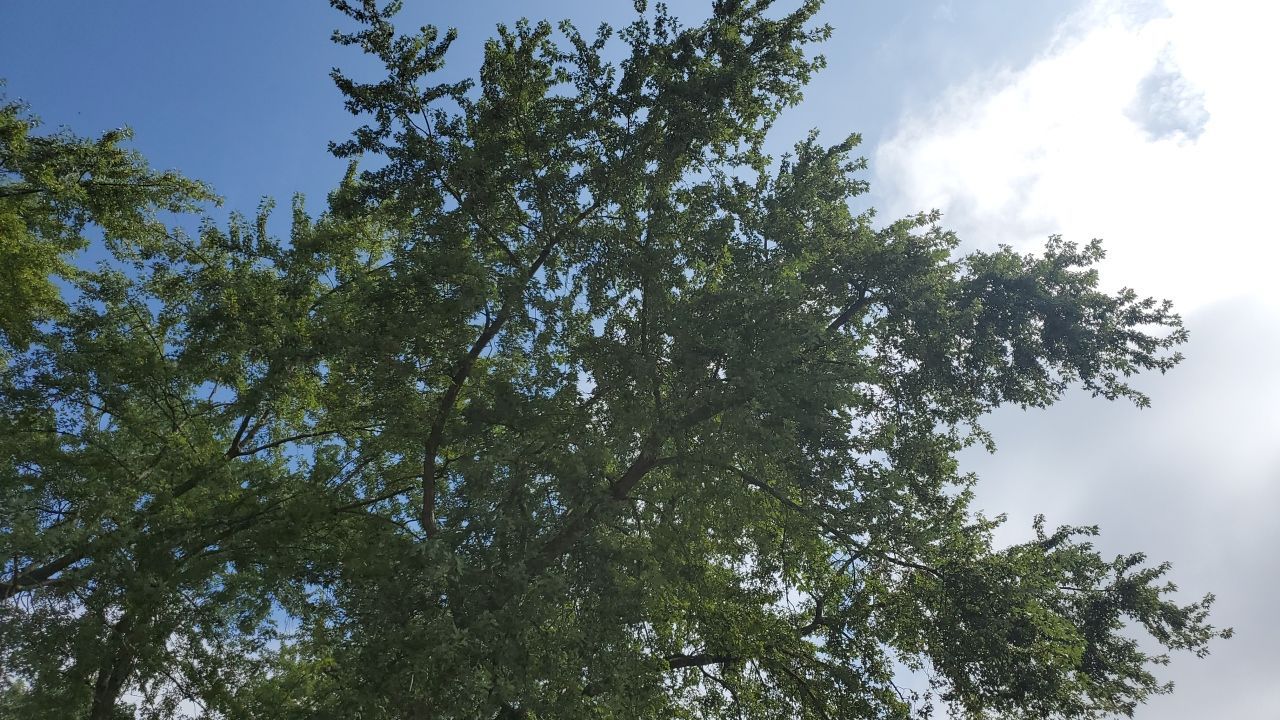 Tree Removal by Mike Jones & Sons Tree Service LLC 