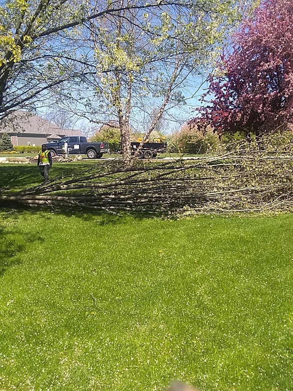 Tree Trimming using Tree Pruing by Mike Jones & Sons Tree Service LLC 