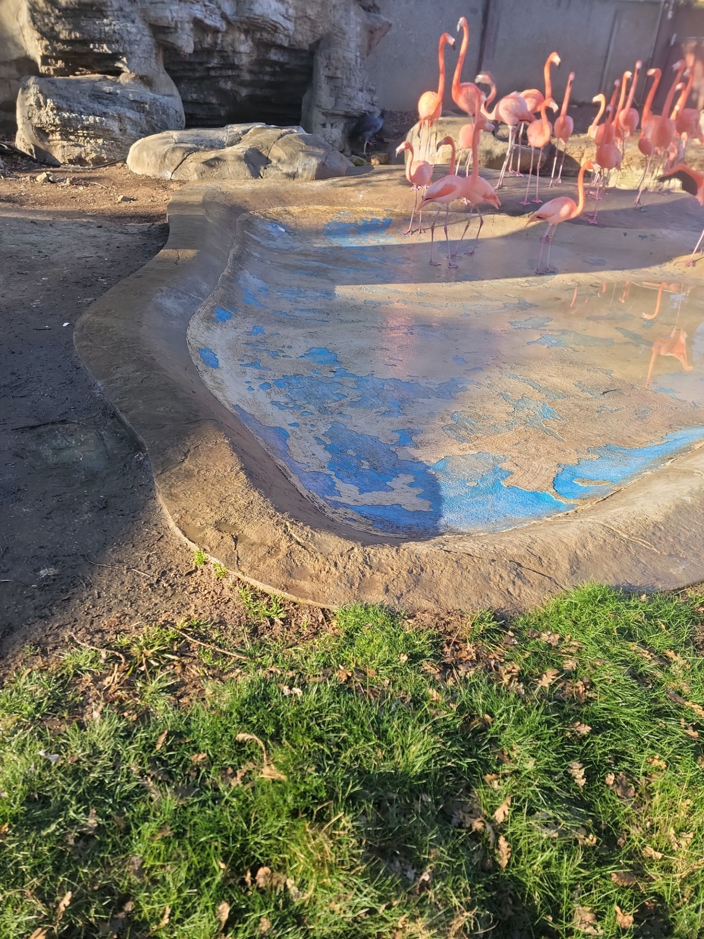Charles Paddock Zoo Flamingo Pond by MGP Coatings
