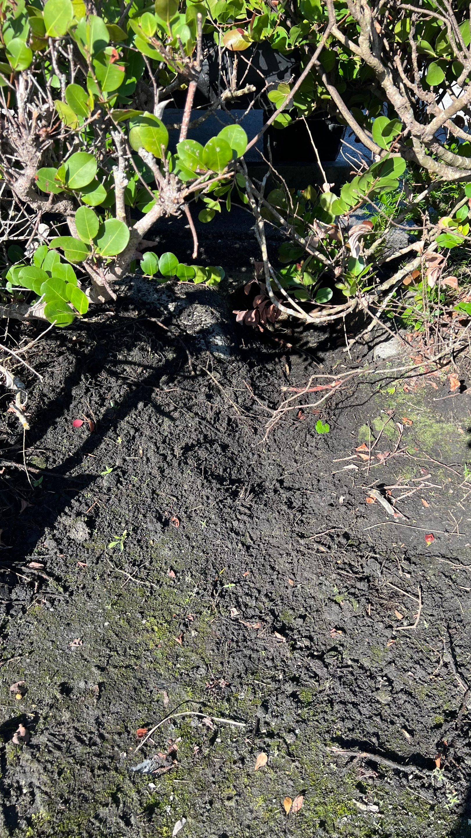 Stromwater System Maintenance at Bill Smith Appliances / Critter Cafe Marco Island Catch Basin by Don Mar, Inc. Storm Water Solutions