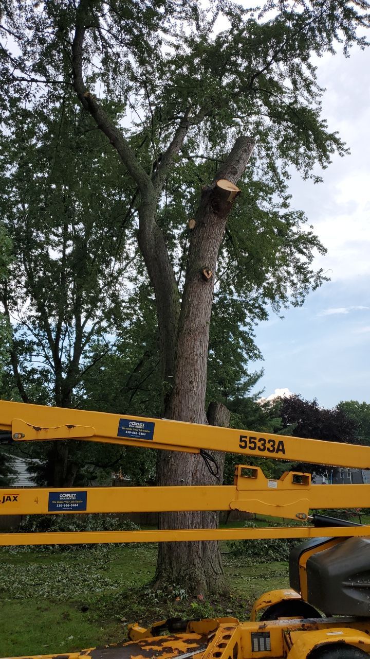 Tree Removal by Mike Jones & Sons Tree Service LLC 