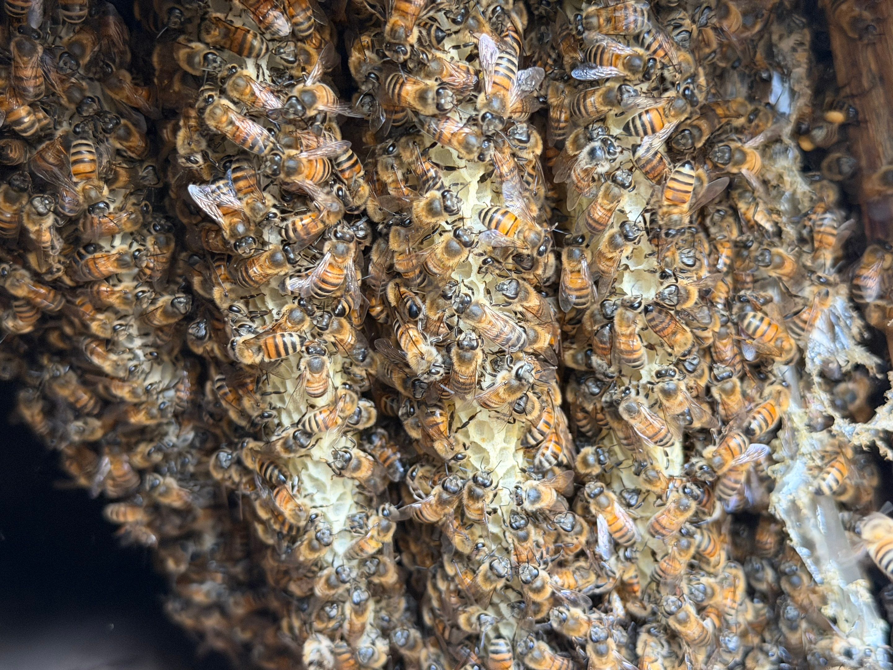 Project in Dallas, TX by Rockwall Honey Bee Company