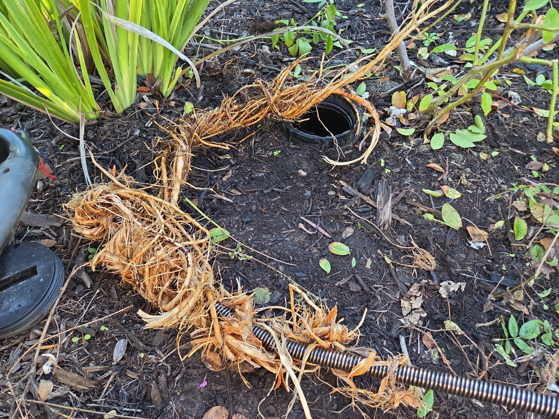 Area Drain Root Intrusion by Professional Plumbing Inc 