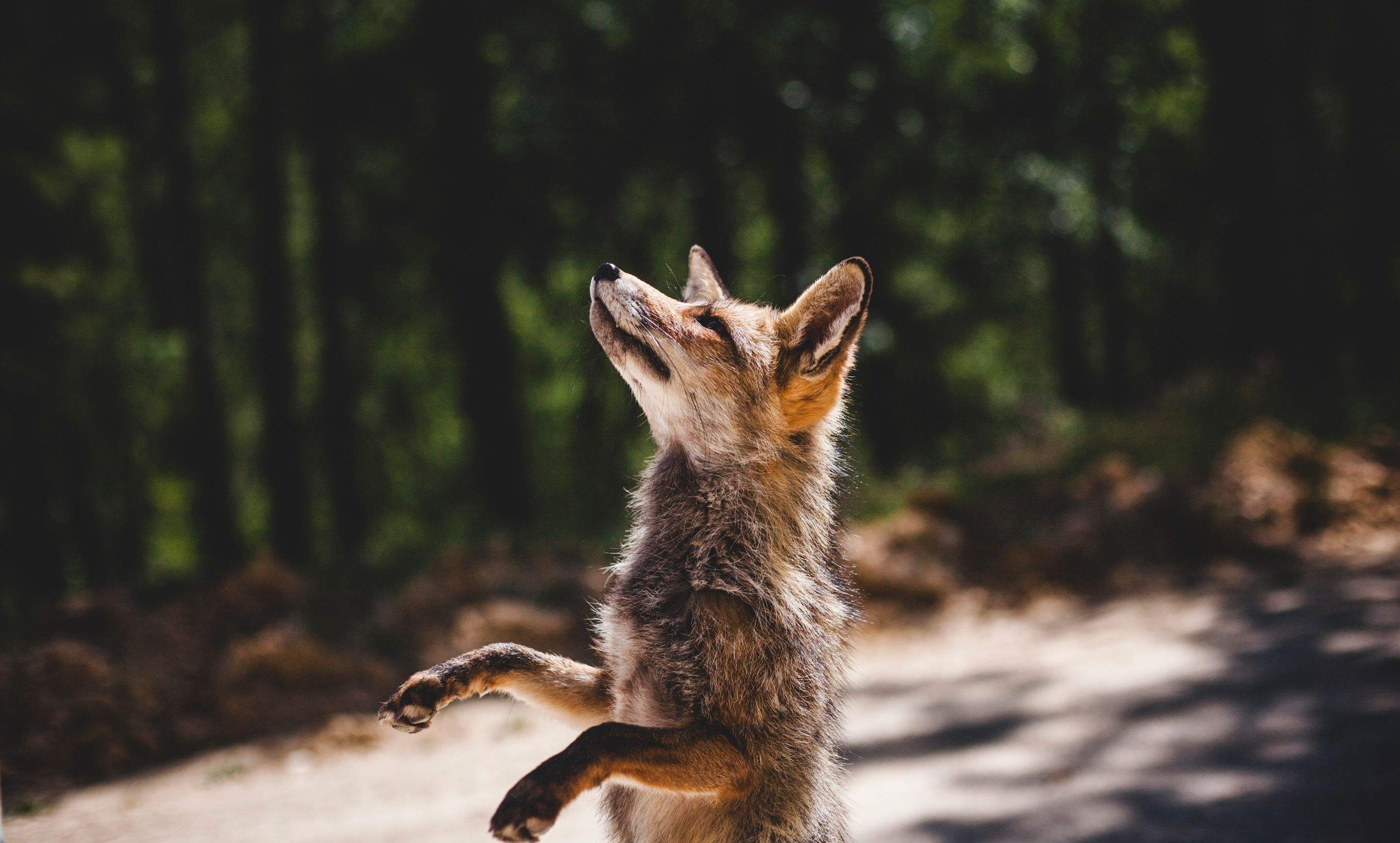 Animals using Ruby by CompanyCam
