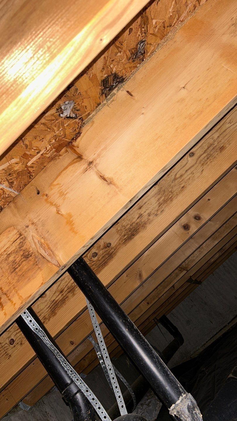 Mold Damage by Accountable Home Services