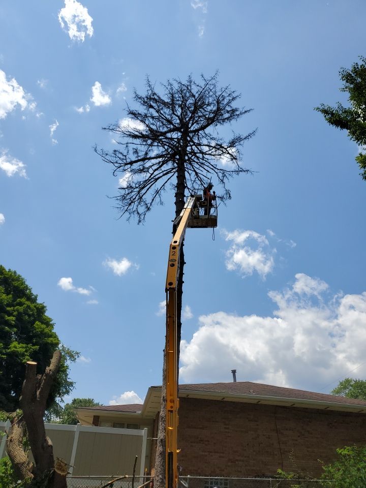 Tree Removal using Tree Removal by Mike Jones & Sons Tree Service LLC 