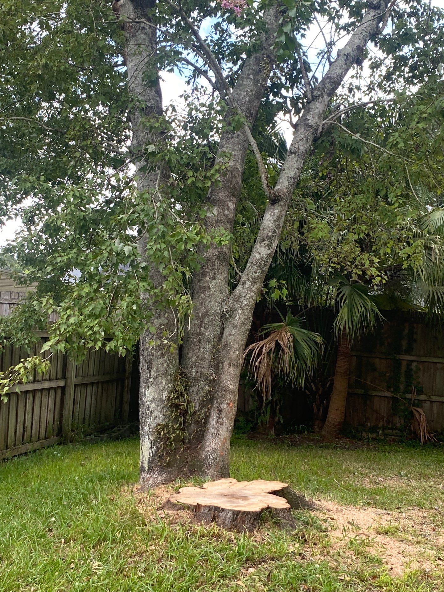 Tree Removal | Residential by ProGreen Services