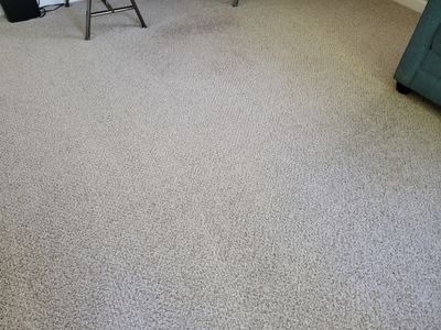 Pet Stain Treatment and Carpet Cleaning
