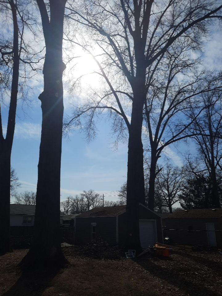 Tree Trimming using Tree Pruing by Mike Jones & Sons Tree Service LLC 