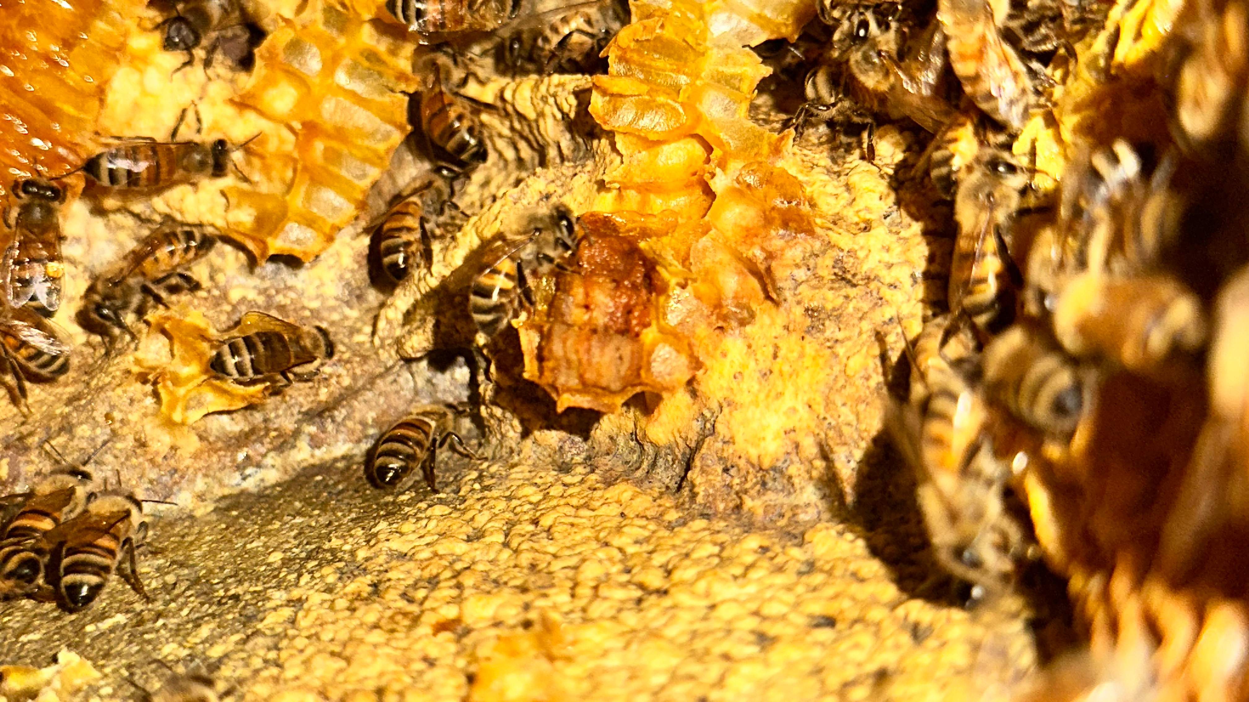 Art Gallery by Rockwall Honey Bee Company