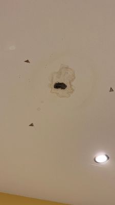 Mold Remediation