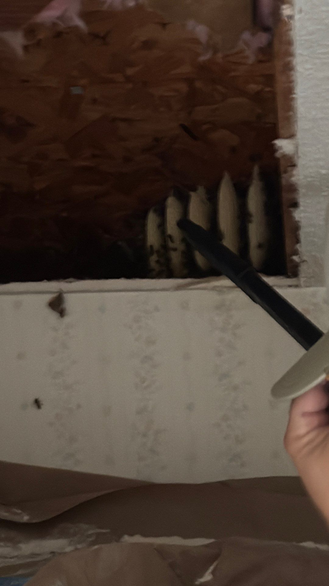 Kitchen ceiling bees by Rockwall Honey Bee Company