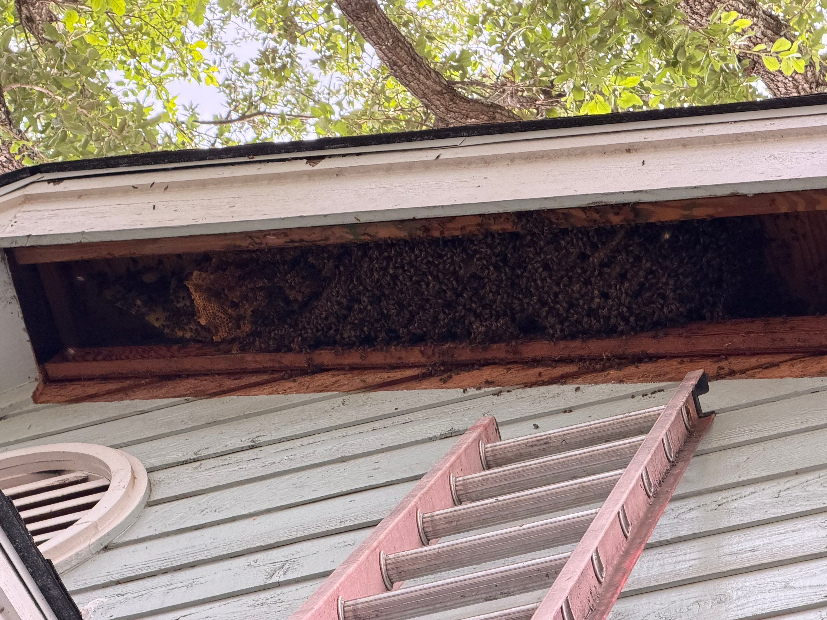High Peak Bees by Rockwall Honey Bee Company